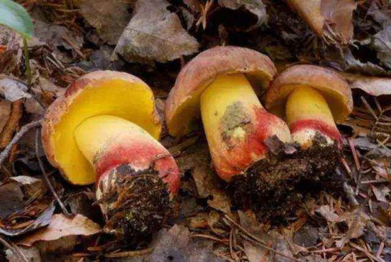 野生菌云南各种新鲜野生菌批发价格详谈