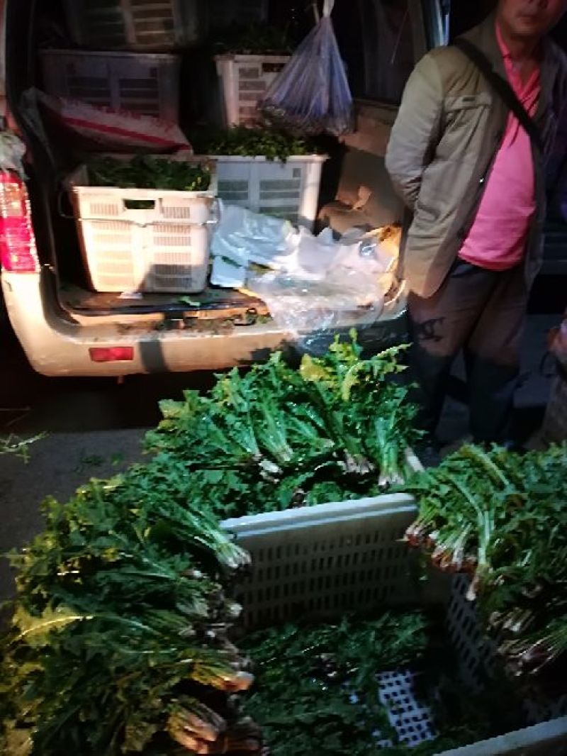 蒲公英大量上市