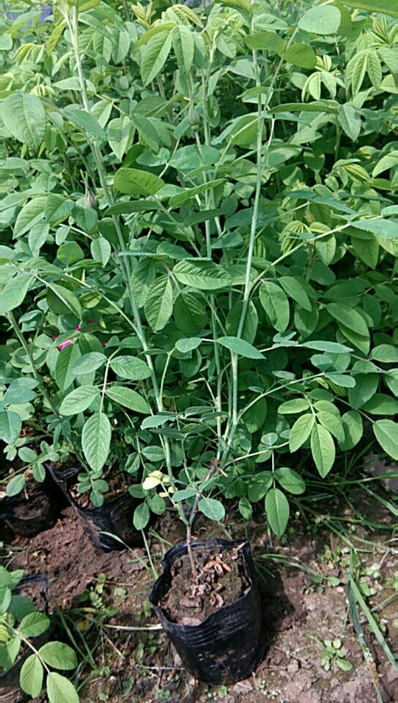 冷香玫瑰/中天玫瑰/欧洲玫瑰/耐寒蔷薇/玫瑰基地