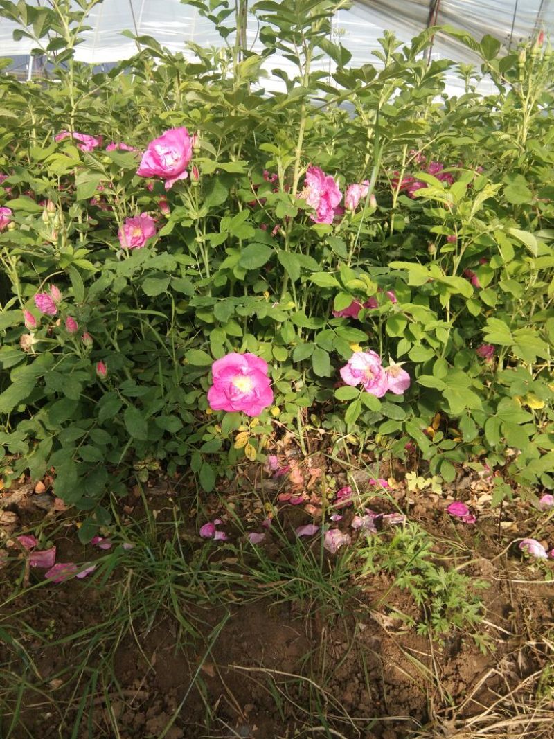 冷香玫瑰/中天玫瑰/欧洲玫瑰/耐寒蔷薇/玫瑰基地