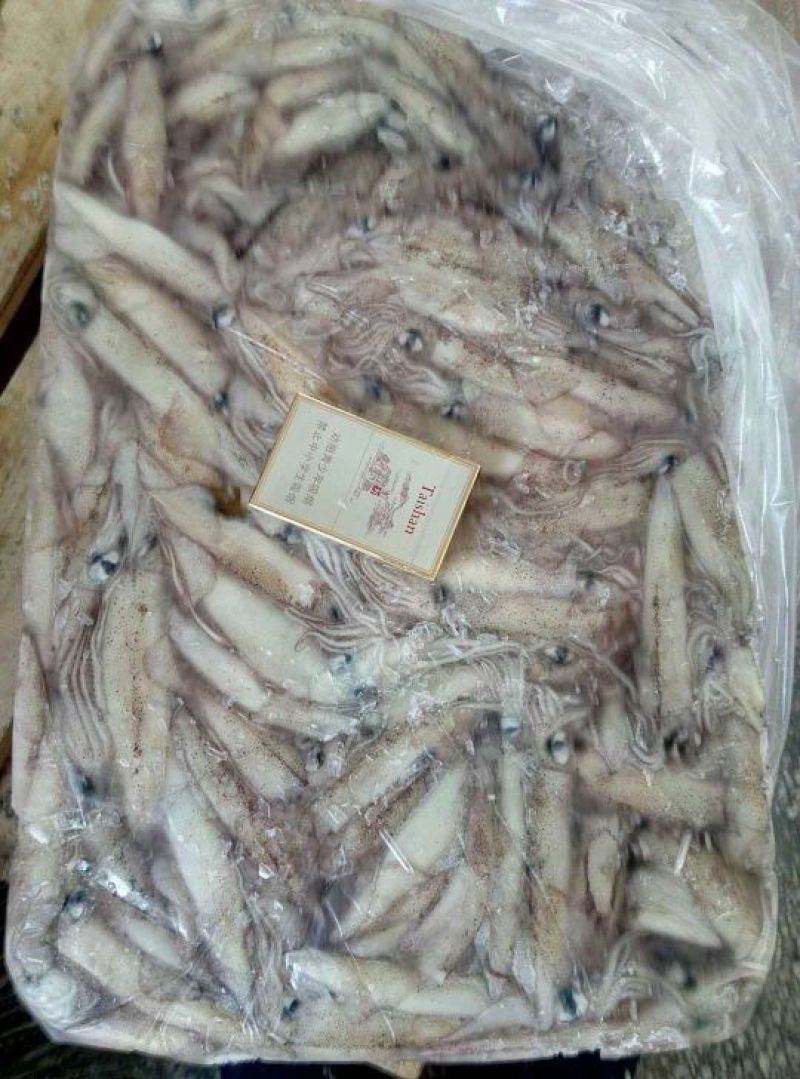 加州笔管，海兔，原装进口