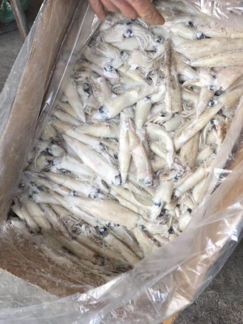加州笔管，海兔，原装进口