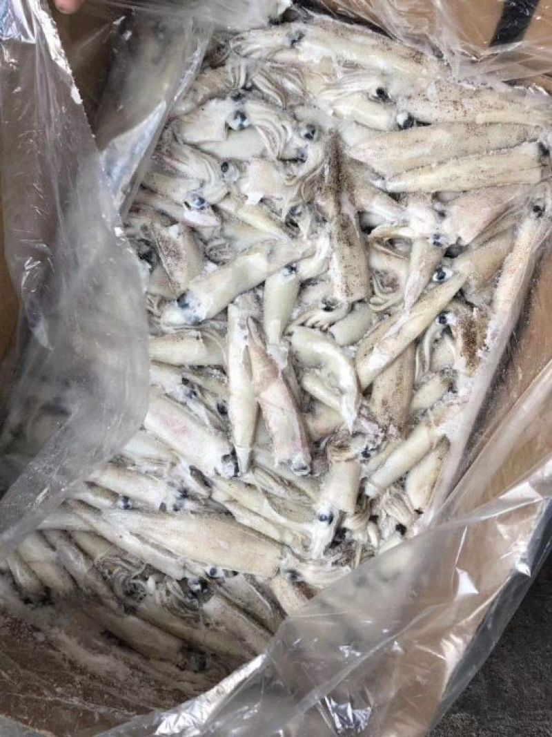 加州笔管，海兔，原装进口