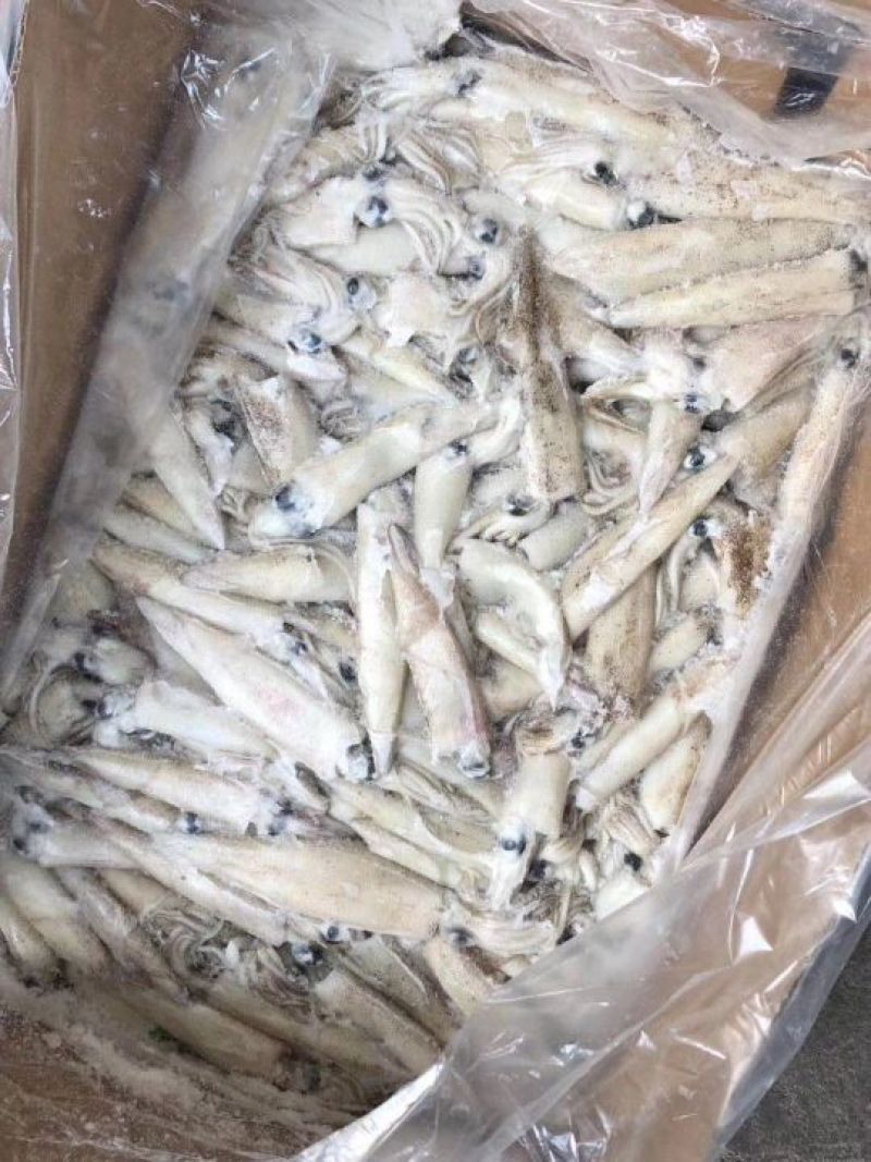 加州笔管，海兔，原装进口