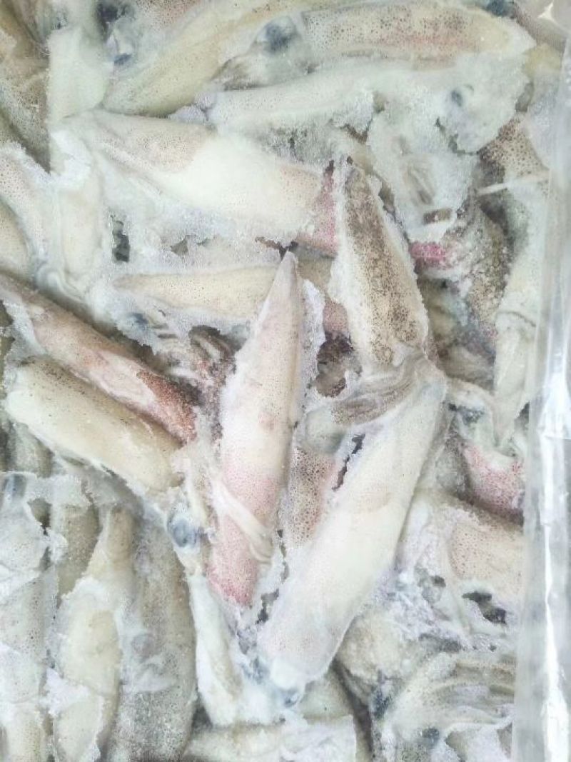 加州笔管，海兔，原装进口