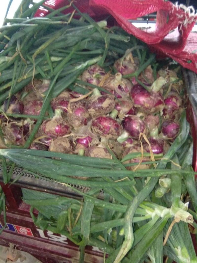 红皮洋葱8厘米以上