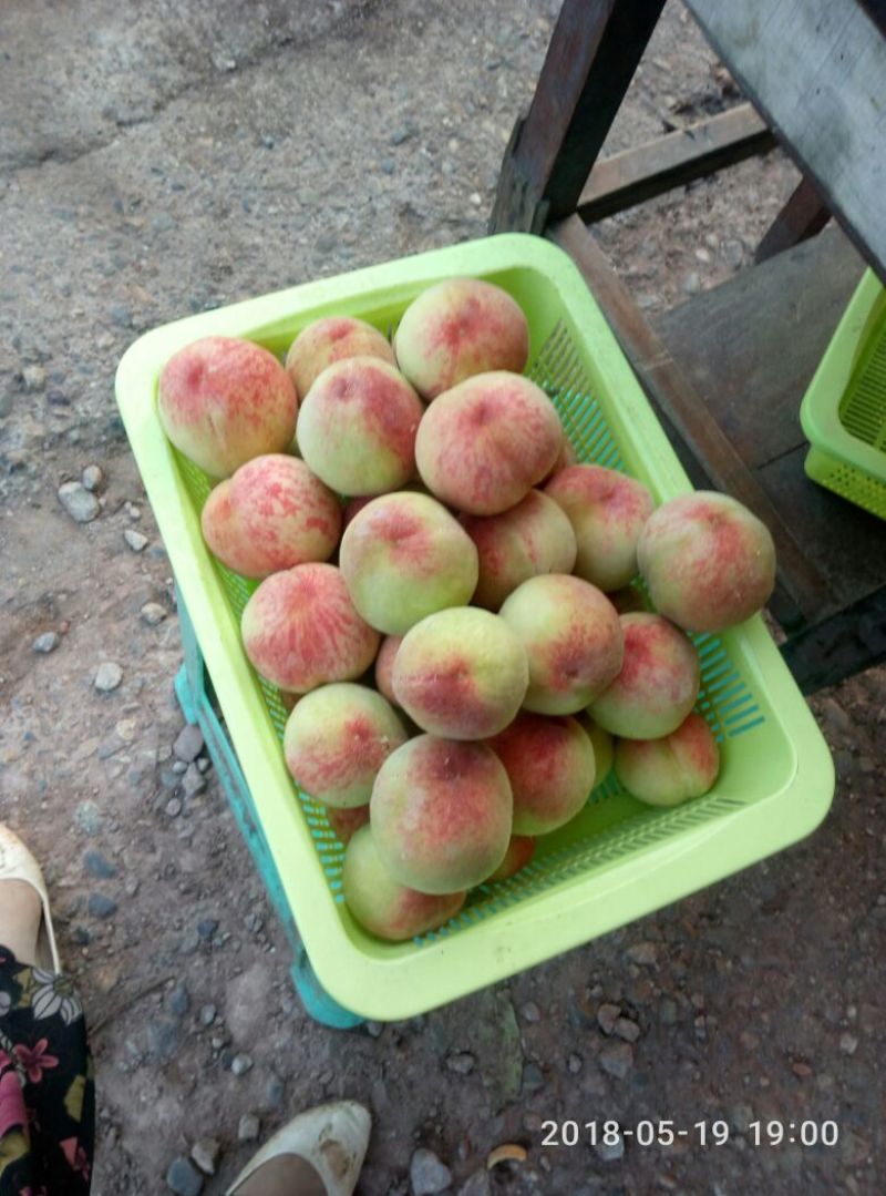 桃孑翠桃