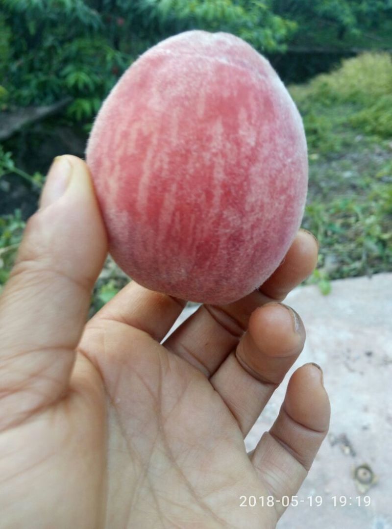 桃孑翠桃