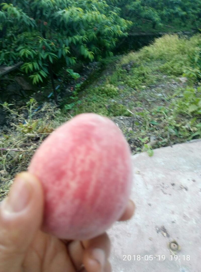 桃孑翠桃