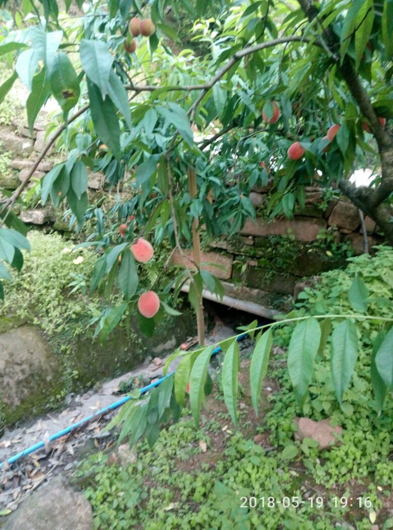 桃孑翠桃