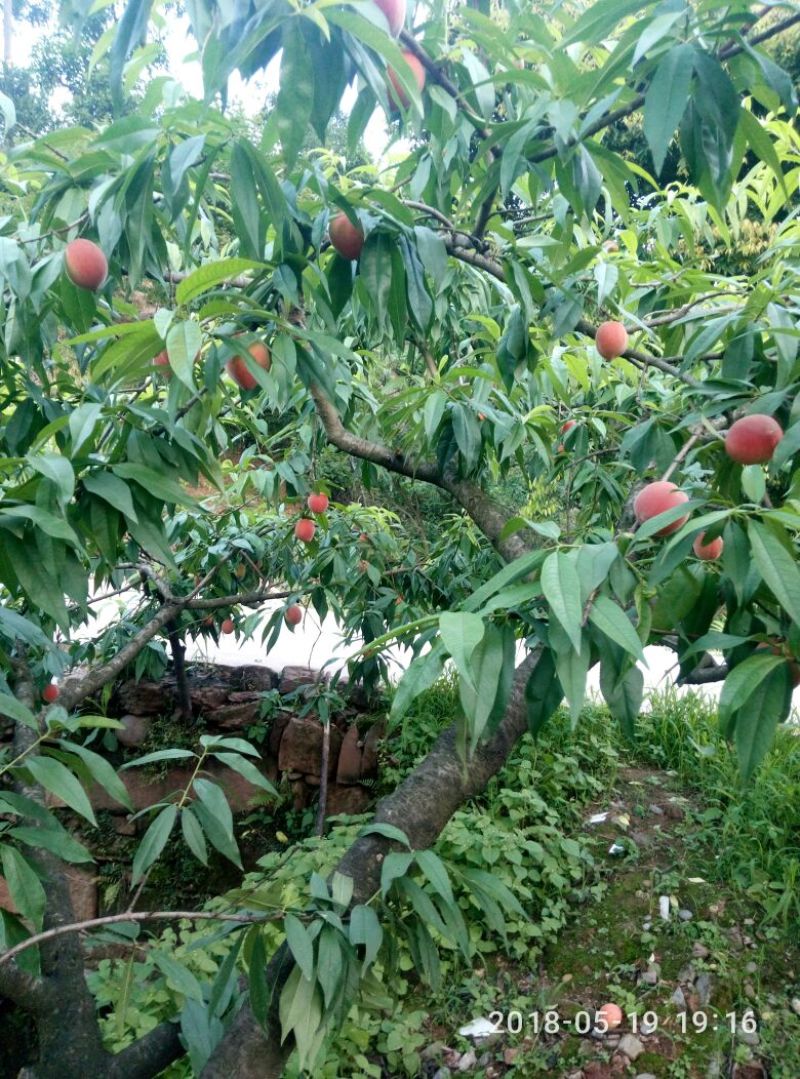 桃孑翠桃