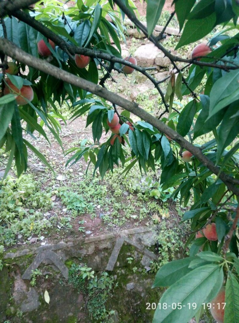 桃孑翠桃