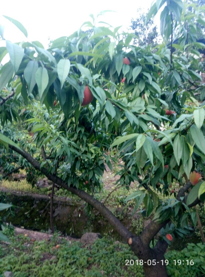 桃孑翠桃