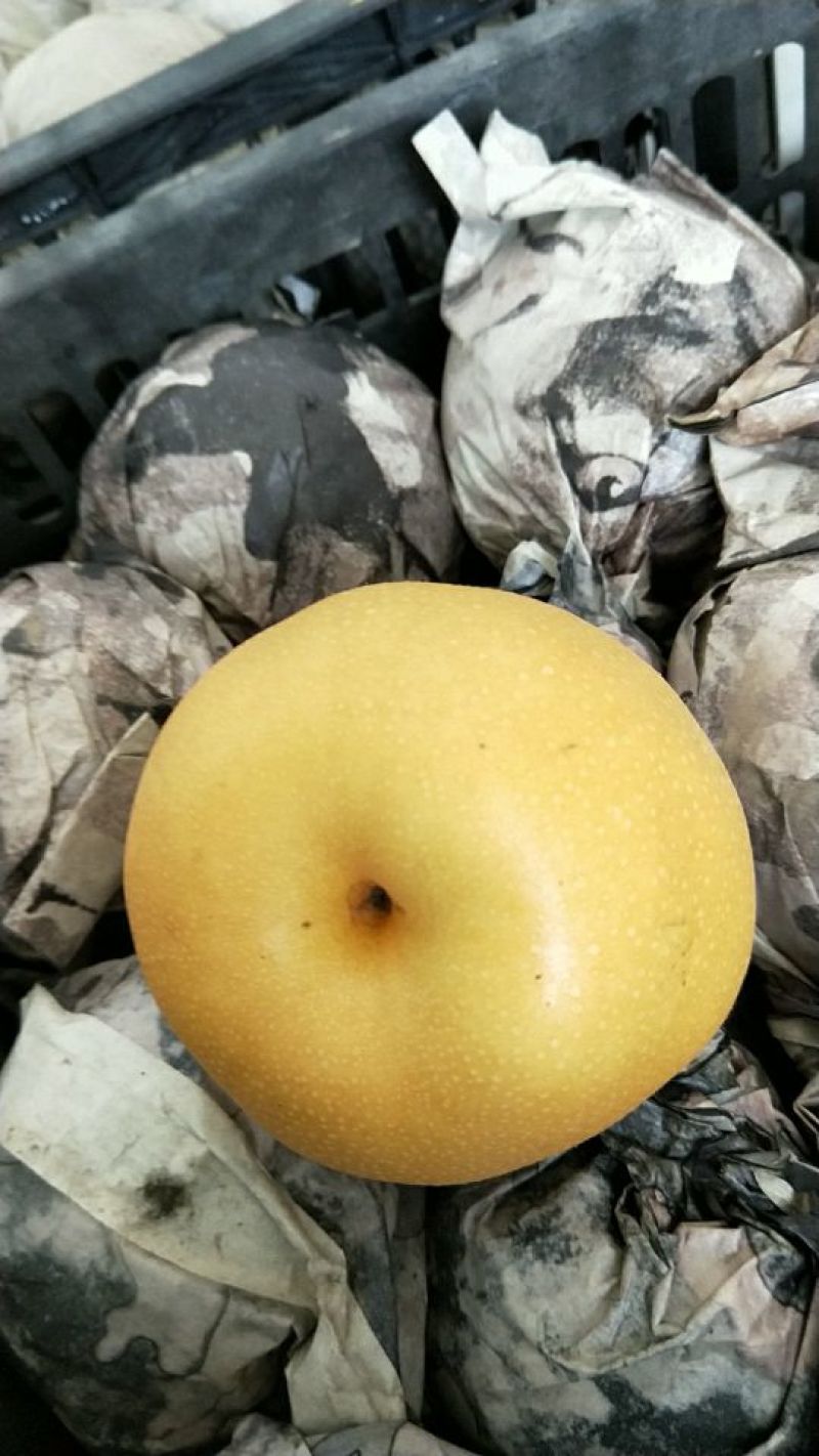 丰水梨