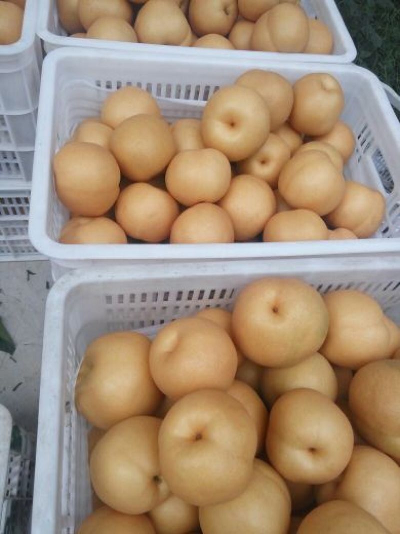 丰水梨