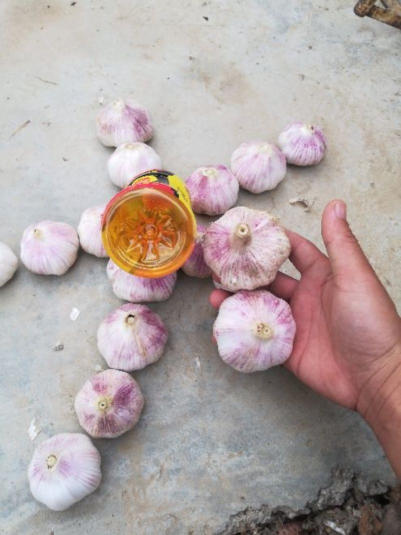 大蒜混级统货新蒜，精选分级各种规格，精加工包装