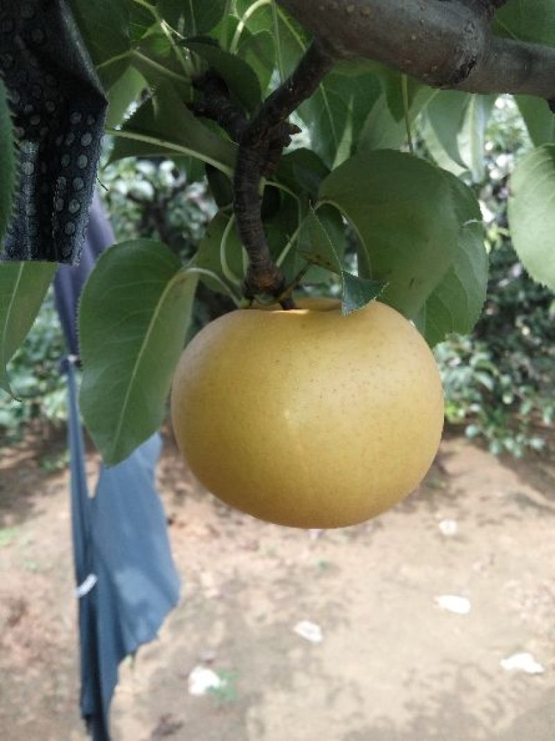 圆黄梨