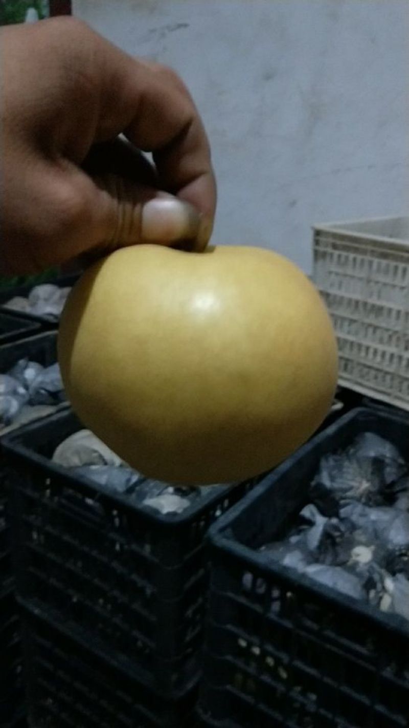 圆黄梨