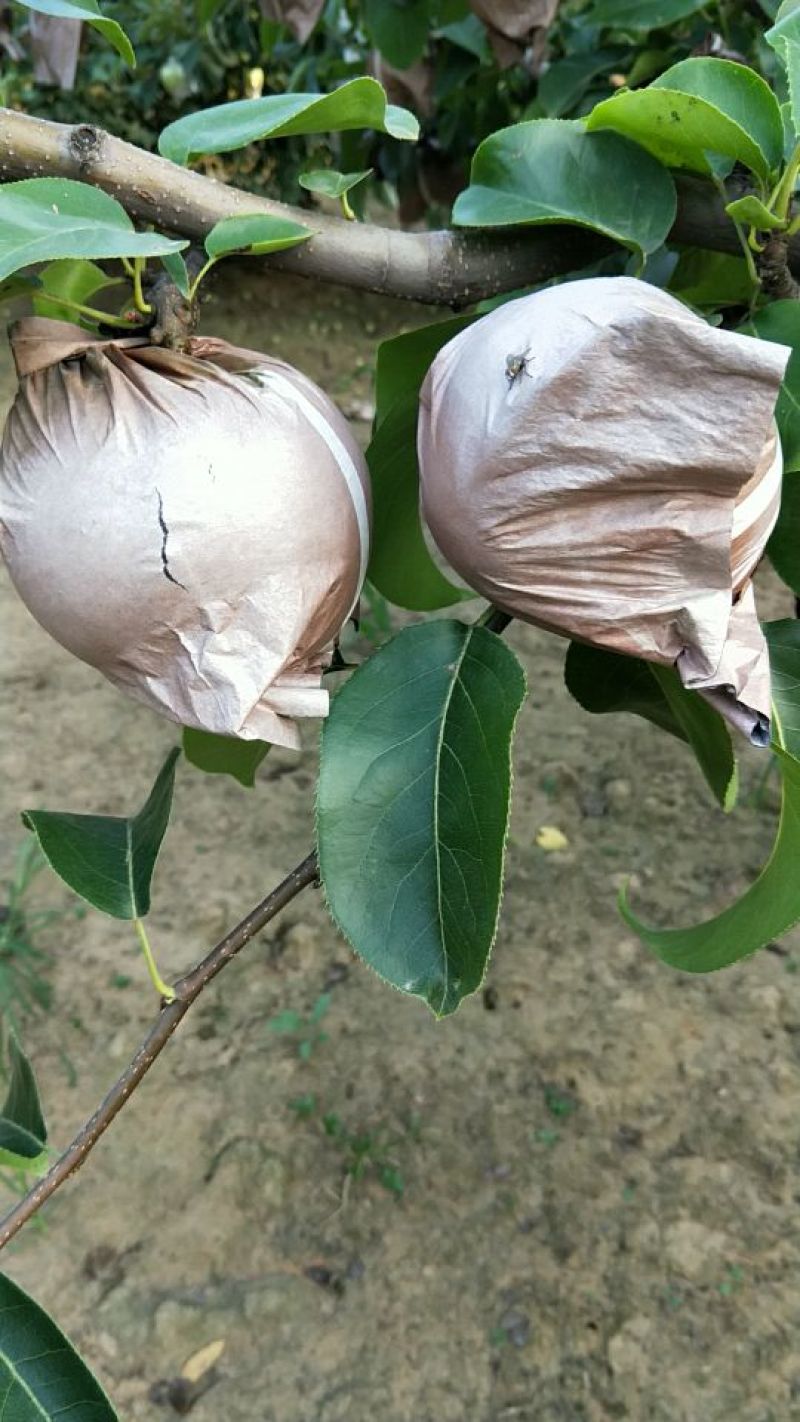 圆黄梨
