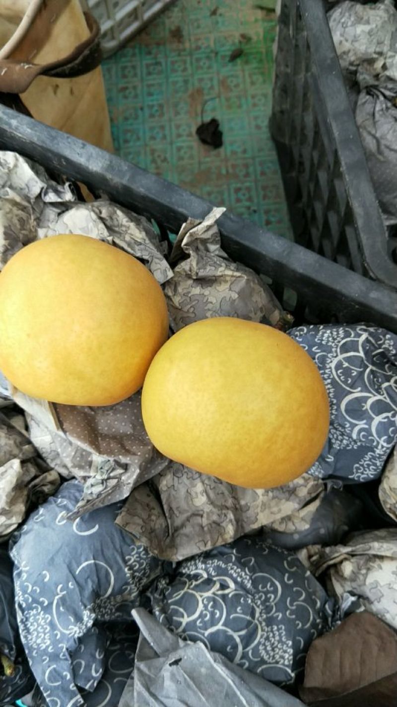 圆黄梨