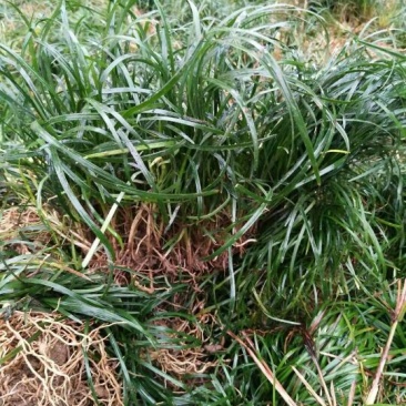 小叶麦冬草