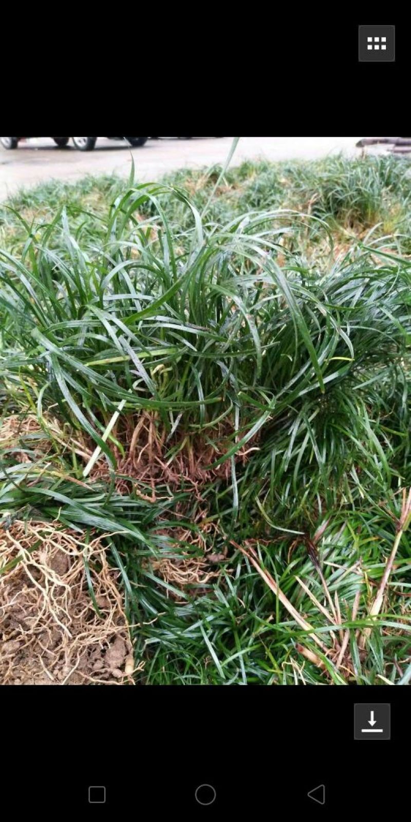 小叶麦冬草