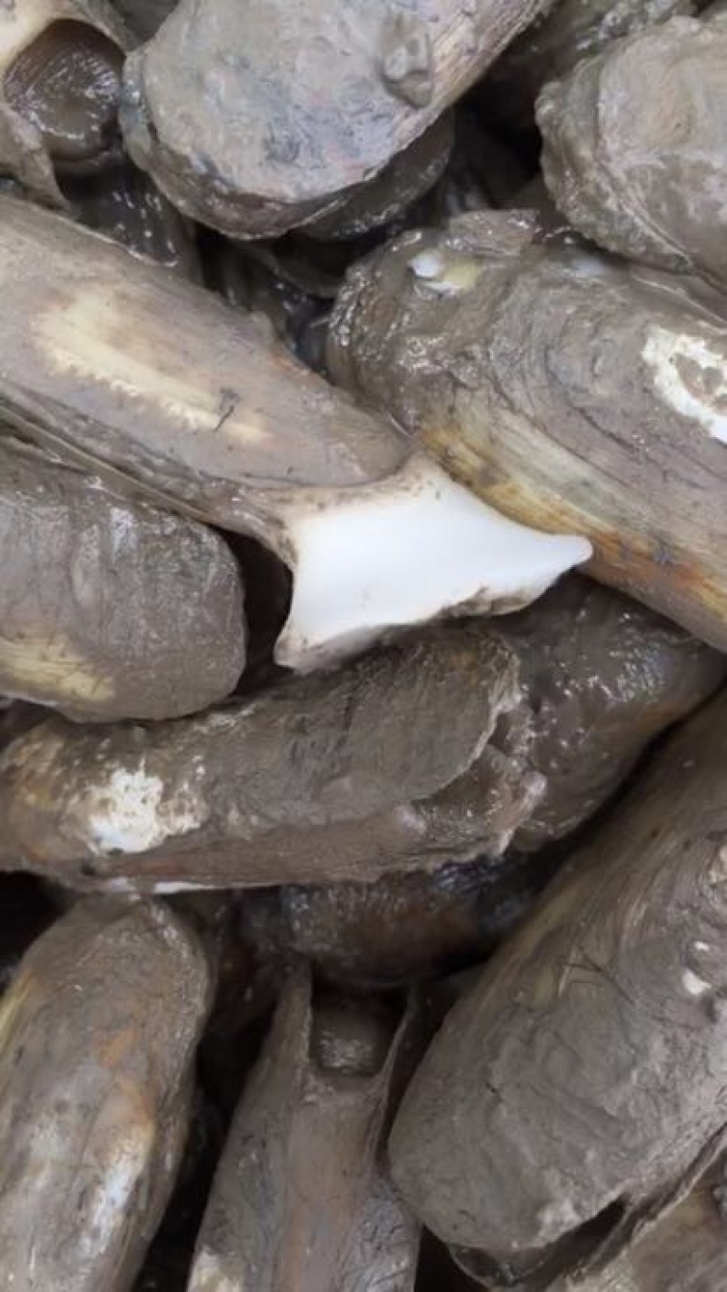 海蛏食用