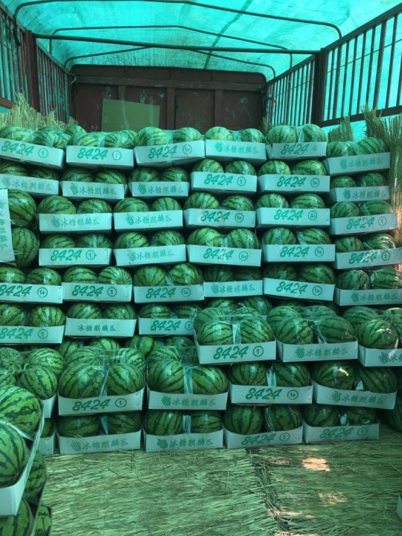 8424西瓜优质货源大量供货中诚信合作场地大