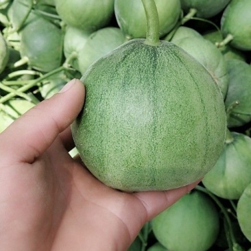绿宝