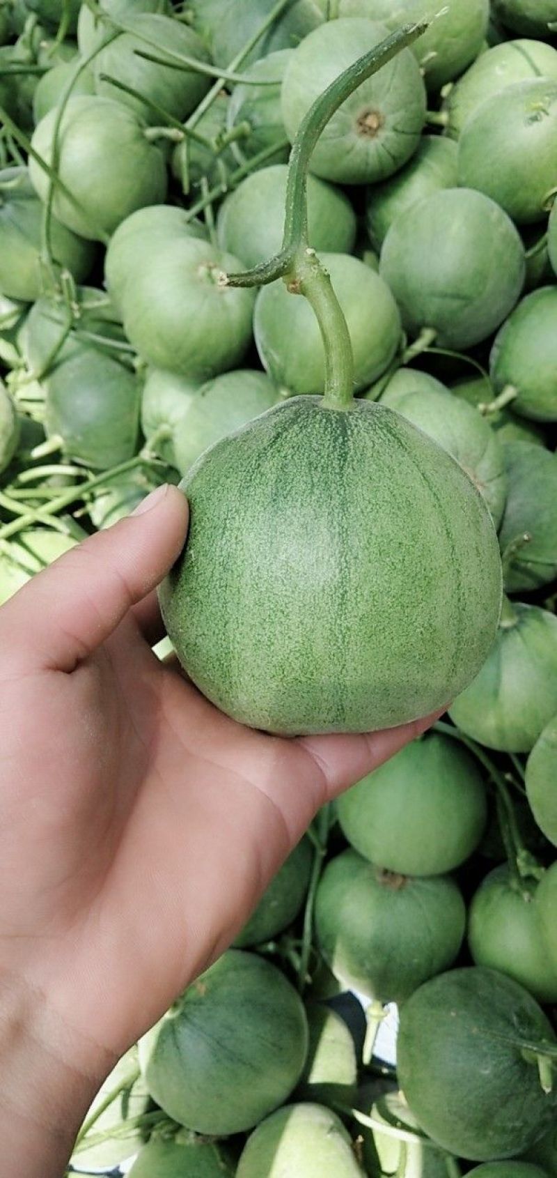 绿宝
