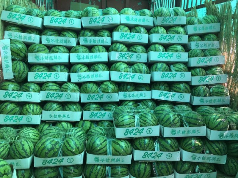 有籽8424西瓜精选红瓤诚信代办可视频看货