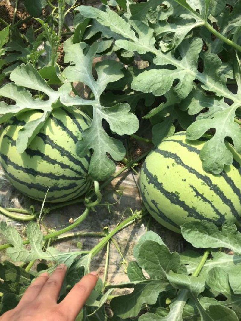 有籽8424西瓜精选红瓤诚信代办可视频看货