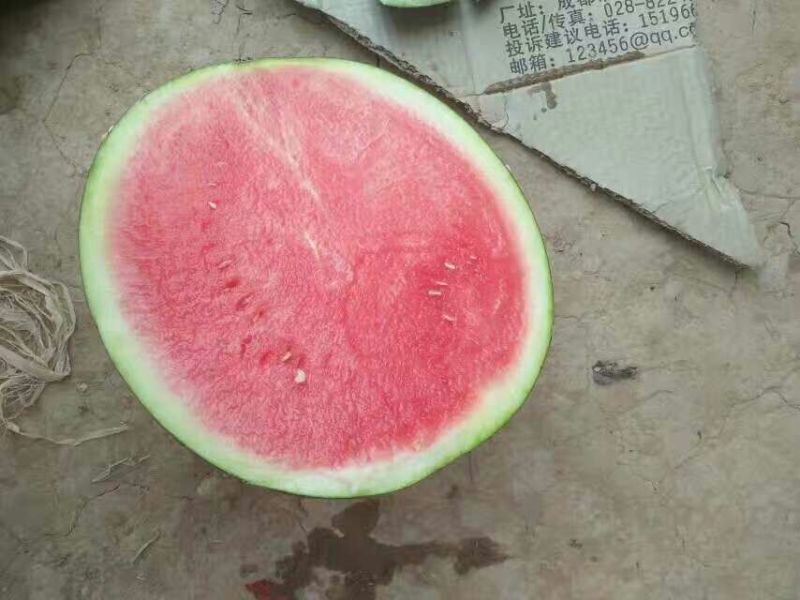 大棚西瓜，大量批发基地直供保质保量