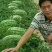 大棚西瓜，大量批发基地直供保质保量