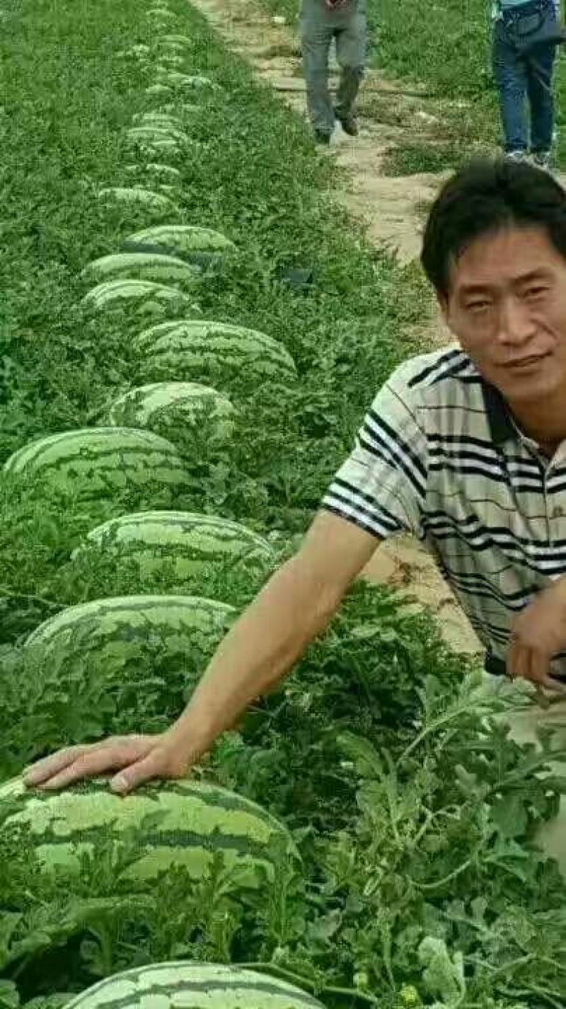 大棚西瓜，大量批发基地直供保质保量