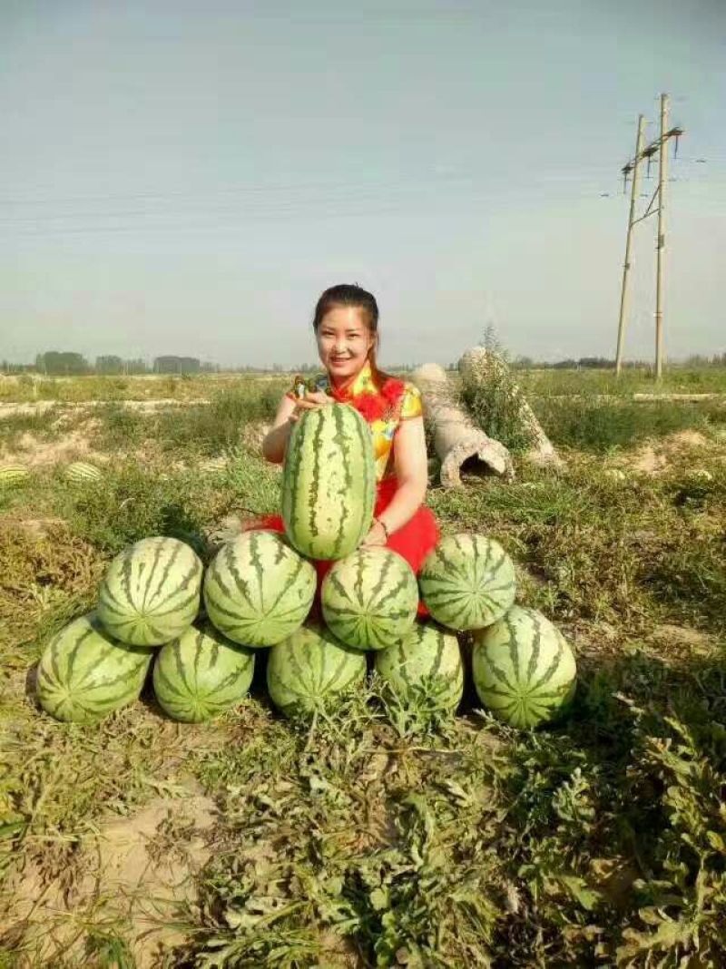 大棚西瓜，大量批发基地直供保质保量