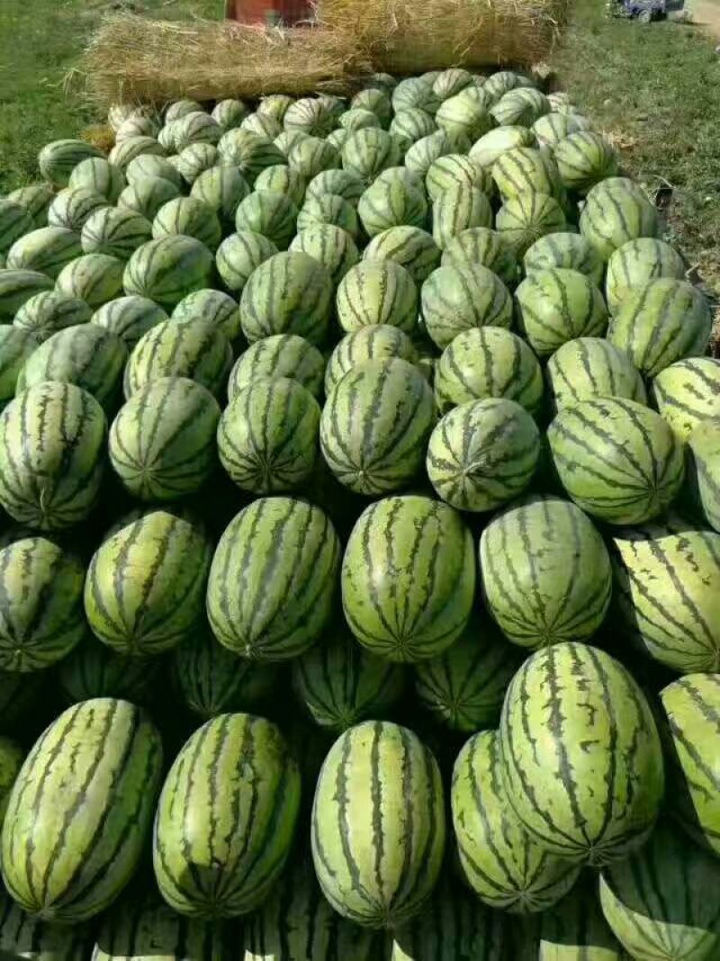 大棚西瓜，大量批发基地直供保质保量