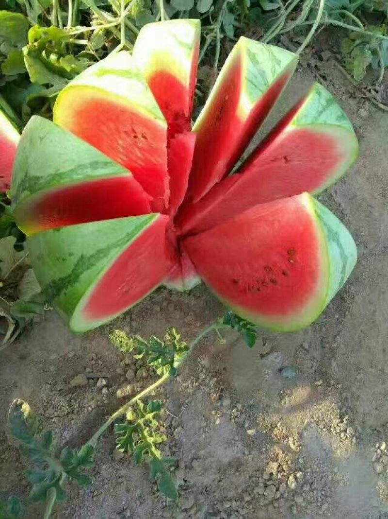 大棚西瓜，大量批发基地直供保质保量