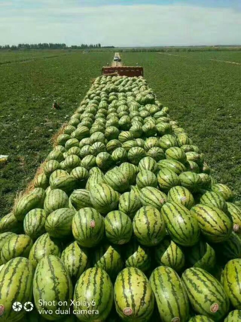 大棚西瓜，大量批发基地直供保质保量