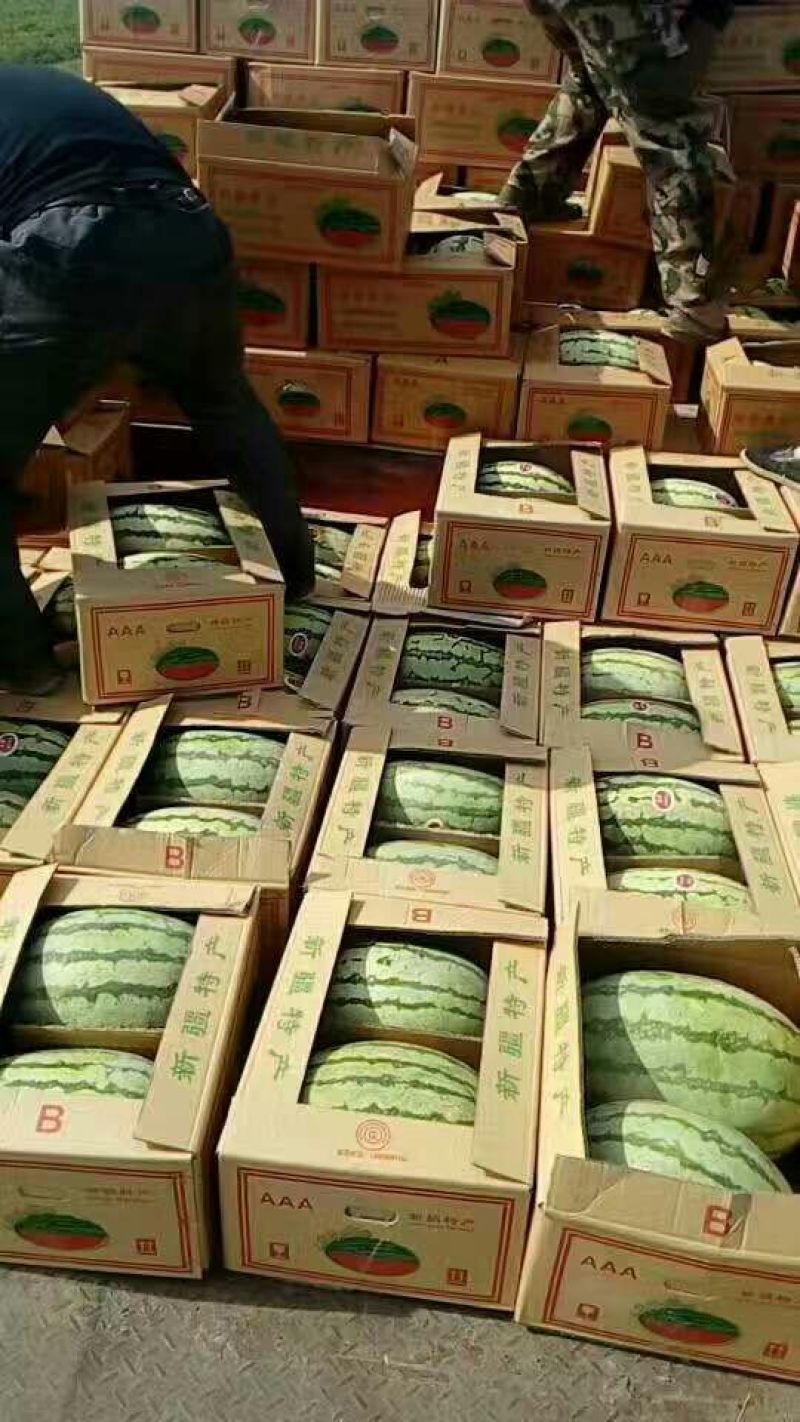 大棚西瓜，大量批发基地直供保质保量