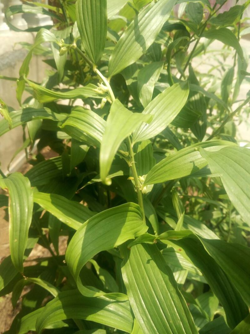 大个鸡头黄精块茎，统货。
