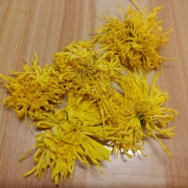 实拍金丝皇菊