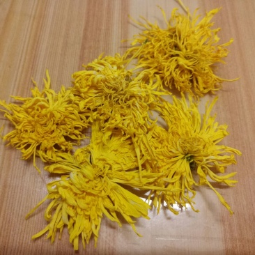 实拍金丝皇菊