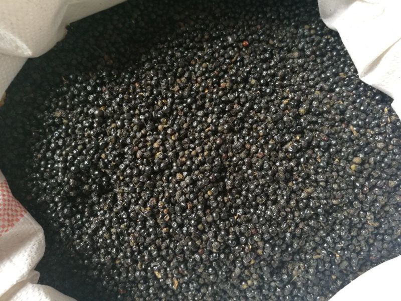 射干种子10斤/亩生长2-3年耐旱种植简单好管理