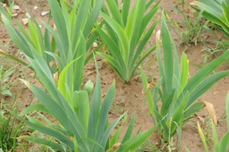 射干种子10斤/亩生长2-3年耐旱种植简单好管理