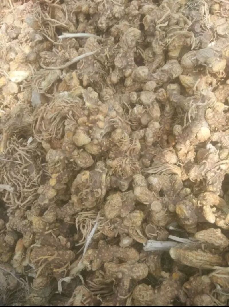 射干种子10斤/亩生长2-3年耐旱种植简单好管理