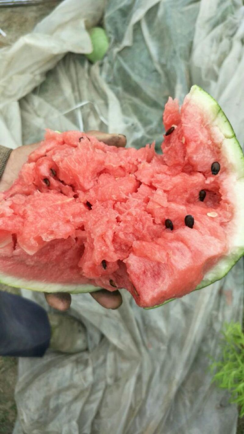 东台8424西瓜🍉，4月15日上市。