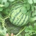 东台8424西瓜🍉，4月15日上市。