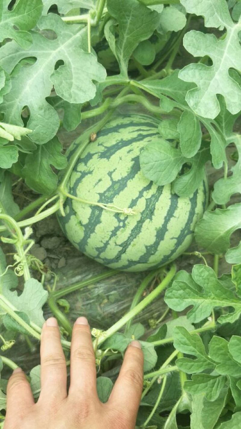 东台8424西瓜🍉，4月15日上市。