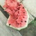 东台8424西瓜🍉，4月15日上市。